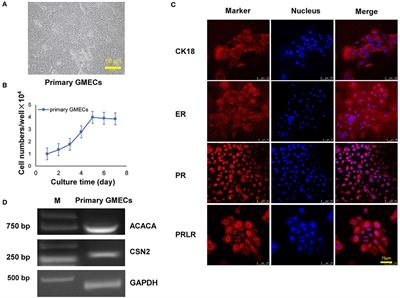 Establishment of a Stable β-Casein Protein-Secreted Laoshan Dairy Goat Mammary Epithelial Cell Line